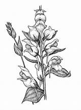 Snapdragon Drawing Flower Sketch Dalmatica Linaria Drawings Toadflax Flowers Paintingvalley Plant Coloring Copyright sketch template