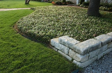 maintenance drought friendly landscapes call  groundcovers san antonio express news
