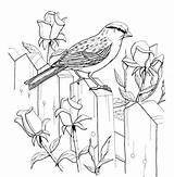 Sparrow Coloring Chipping Pages Roses Kids Bird Sparrows Printable Adult Supercoloring Older Colouring Books Drawings Dibujos Para Drawing Visit Colorear sketch template