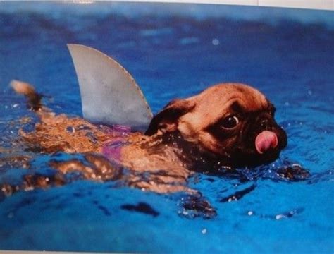 shark pug animals  pets funny animals cute animals pretty animals funny dog pictures