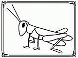 Grasshopper Coloring Pages Cricket Insect Cartoon Kids Drawing Sheets Library Clipart Kid Template sketch template