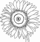 Sunflower Colouring Gogh Sunflowers Library sketch template