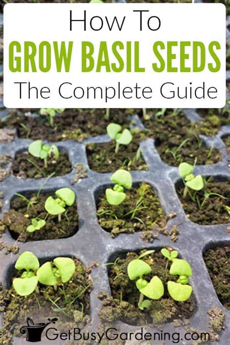 growing basil  seed  ultimate guide  busy gardening