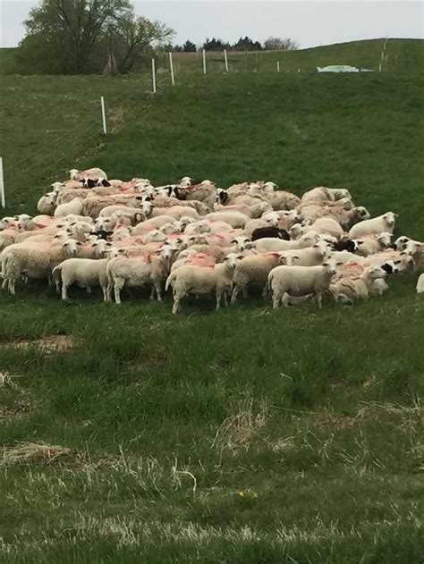 viewing  thread     sheep pictures    thought id post