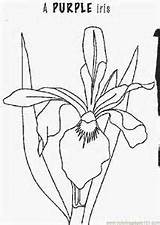 Iris Coloring Flower Pages Flowers Printable Bing Color Kids Drawing Popular Coloringbookfun sketch template