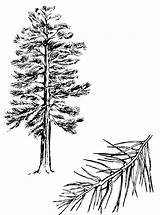Pine Tree Outline Coloring Trees Sketch Pages Clipart Tattoo Drawing Ponderosa Cliparts Tattoos Branch Library Print Sketches sketch template