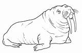Walrus Coloring Animal Kids Pages Sheet sketch template