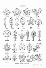 Botany Feuille Reference Alina Pages Basics Zentangle Doodle Horticulture Coloriage Herbier Result Mãos sketch template