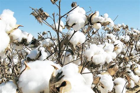 cotton cultivation agri learner
