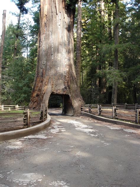 stock photo  redwood tree freeimageslive
