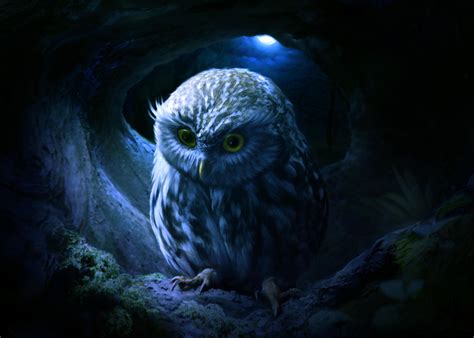 1366x768 little owl 1366x768 resolution hd 4k wallpapers images