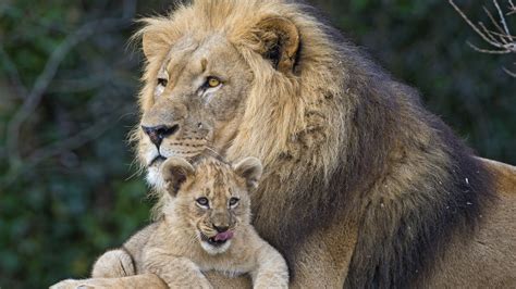 mother  baby lion cool