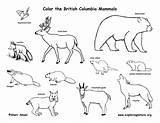 Coloring Animals Pages Mammals State Animal Tundra Habitat Drawing Washington Color Drawings Woodland Wetlands British Forest Columbia Habitats Canadian Common sketch template