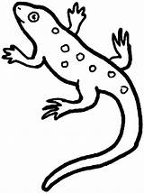 Lizard Coloring Pages Printable Kids sketch template