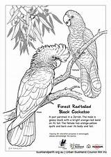 Cockatoo Coloring Glossy Drawings 700px 92kb sketch template