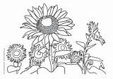 Sunflower Color Getdrawings Drawing Coloring Pages sketch template
