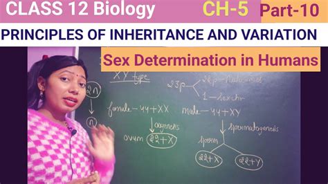 Sex Determination In Humans Class 12 Biology Ch 5 Ncert Neet Biology