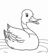 Duck Coloring Pages Cute Printable Cool2bkids Realistic Kids Baby Drawing Rubber Color Duckie Template Getcolorings Mallard Print Getdrawings Pag sketch template