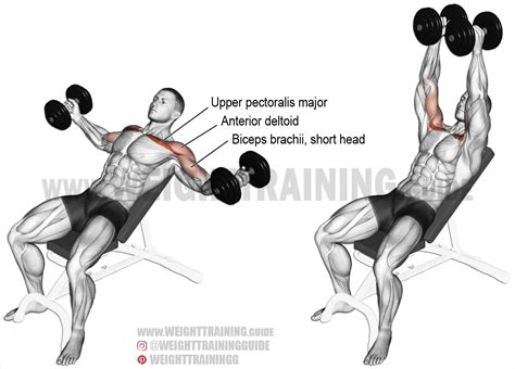 incline dumbbell fly exercise instructions  video weight training guide