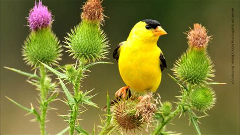 american goldfinch wallpapers animal hq american goldfinch pictures