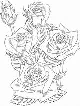 Coloring Rose Pages Realistic Print Supercoloring Via sketch template