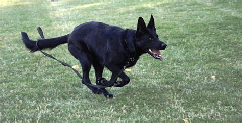 deutscher schaeferhund foto bild tiere haustiere hunde bilder auf