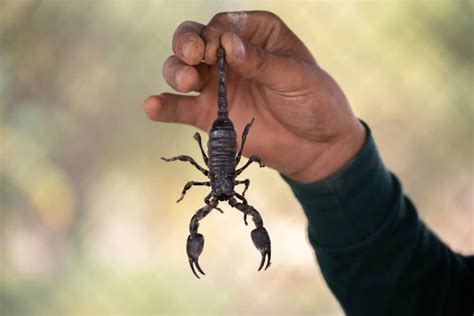 types  scorpions   arizona wagner pest solutions