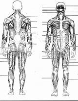 Muscles Body Diagram Back Human Anatomy Chart Labeled Skeletal Pages Colouring Physiology sketch template