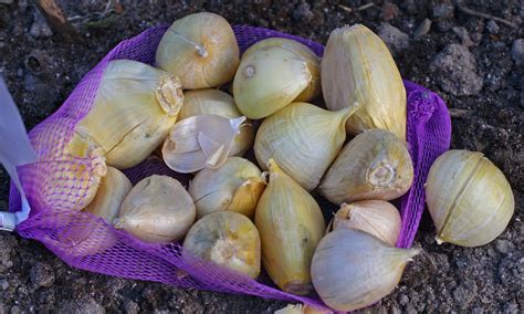 alys fowler how to grow elephant garlic life and style the guardian