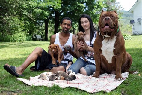 hulk the world s biggest pitbull has now had eight puppies valued at £320 000 he lives with