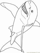 Coloring Pages Great Shark Printable Sharks Template Kids Color Outline Tale Drawing Colouring Print Fish Really Cool Simple Templates Printables sketch template