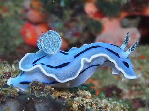 Top 10 Most Amazing Sea Slugs