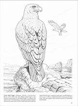 Coloring Prey Bird Birds Pages Book Designlooter 86kb 800px sketch template