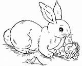 Coloring Rabbit Pages Bunny Kids Printable Print Eating sketch template