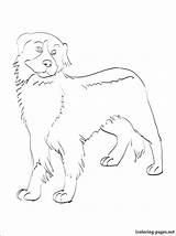 Dog Breed Coloring Pages Getdrawings Getcolorings sketch template
