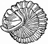 Trilobite Petrified Cliparts Fossils sketch template