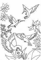 Coloring Hummingbird Pages Printable Kids Hummingbirds Sheets Adult Color Print Drawing Adults Book Butterfly Template Cool Getdrawings Cartoon Books Animals sketch template