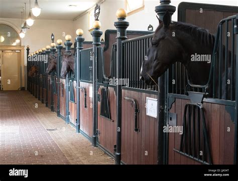 horses   royal stables koninklijke stallen   summer opening    royal