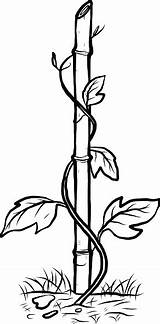 Plant Climbing Clipart Clipground Vector Bamboo Clip Color Illustration sketch template