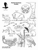 Coloring Prairie North American America Wildlife Pages Nature Animals Grasslands Color Desert Getdrawings Popular sketch template