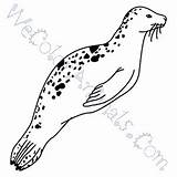 Coloring Leopard Seal Pages sketch template