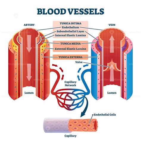 blood vessels  artery  vein internal structure vector