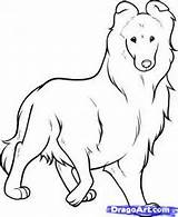 Collie Dog Drawing Coloring Drawings Animal Face раскраска Pages колли Para картинки Dogs Desenhos Rough Cute Colorir Silhouette Salvo Ru sketch template