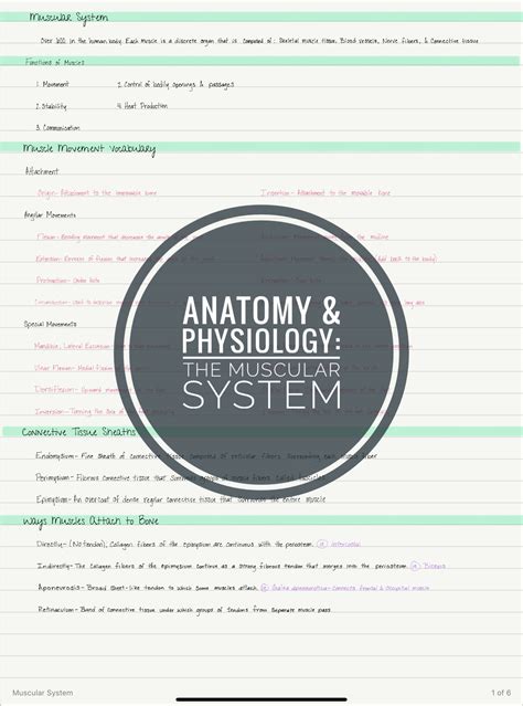 anatomy  physiology  muscular system  notes etsy