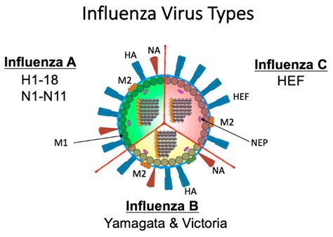 viruses  full text    future  influenza preimmunity