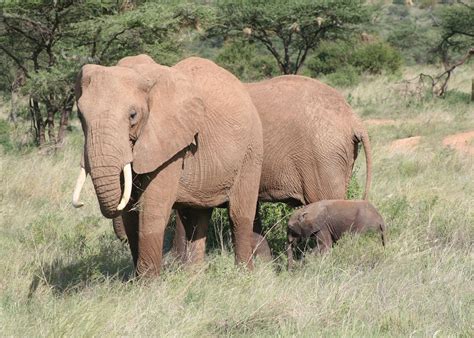 visit samburu national reserve tailor  trips audley travel uk