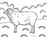 Sheep Bighorn Drawing Coloring Getdrawings sketch template