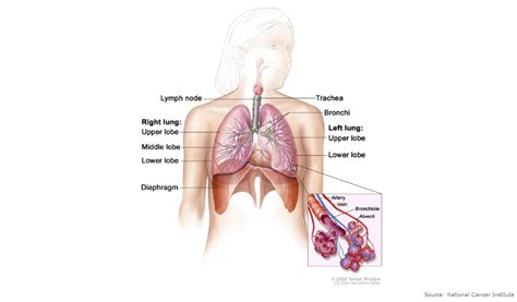 Anal Cancer Detection Tests For Anal Cancer