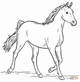 Colorare Cavallo Arabian Cavalo Arabe Colorir sketch template