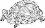Turtle Tortoise Box Clipart Eastern Svg Land Drawing Animal Reptile Pixabay Nature Sketch Clipground Sea Turtles Getdrawings Tag Svgsilh Visit sketch template